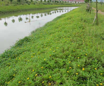 植生砼生态混凝土河道护坡